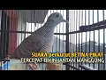 Download Lagu Perkutut Betina memanggil jantan Suara bersahutan perkutut lokal gacor , Ampuh untuk PANCINGAN MP3