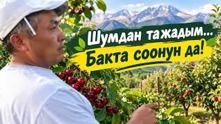 Акам шаарда көрүнбөй кетти десем...