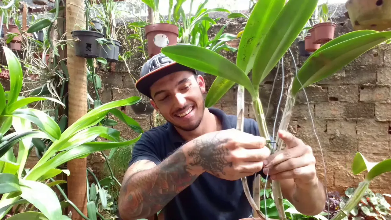 COMO PLANTAR ORQUÍDEA NO CARVÃO?