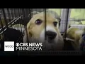 Beagles rescued from Wisconsin lab faced conditions like surgery without anesthesia records show