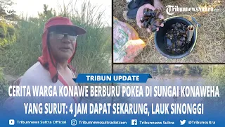 Cerita Warga Konawe Berburu Pokea di Sungai Konaweha yang Surut 4 Jam Dapat Sekarung, Lauk Sinonggi
