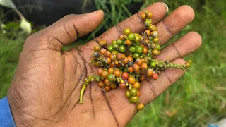 En consultation: se faire assister pour une meilleure rentabilité #blackpepper #whitepepper