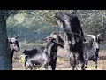 Bucks Fight For Dominance