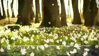 هوى يا هوى يا نسمة صيف رايحة تعتدي على روحي و حبيبي عفاف راضي 