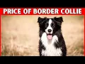 Price of Border Collie Dog How Much Does a Border Collie Cost