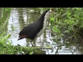 Download Lagu Nature Trees And  Birds - White-breasted Waterhen \u0026  Pheasant-tailed Jacana