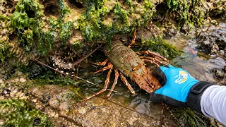 Catching stranded seafood #46 - catching fish, sea ​​snails, squid, lobster, eel, octopus, seafood