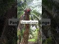 Download Lagu Panen kelapa sawit buah orange #shortsvideo #palmoil #palmoilmalaysia #panensawit