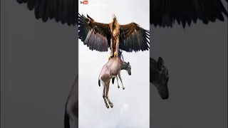 نسر ضخم يقتل الذئاب والغزلان 
