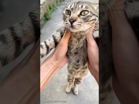 《猫科动物健身技巧》#cat #喵哥是萌新 #petshub #pets #cute #cutecat #funny #kitten #哈基米 #catshorts #kitty #小猫咪