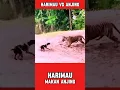 Lagu HARIMAU VS ANJING #duniahewan #harimau #anjing #kehidupanhewan #alamliar #pertarunganhewan #shorts