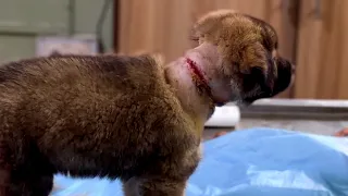 Puppy Rescued After a Rubber Band Cut Deep Into Her Neck