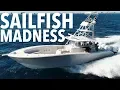 SAILFISH MADNESS