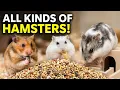 All types of Hamsters A visual guide to Hamsters diversity