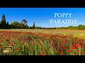 Blooming Poppy Fields Ambience - Peaceful Countryside Meadow Summer Nature Escape