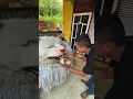 Download Lagu Can macan gak mau makan nasi, maunya makan bocil