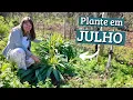 Download Lagu O que Plantar em JULHO de 2025?📅 Calendário de Plantio 🌱 Horta no Quintal 💚