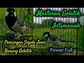 Download Lagu Masteran gelatik batu gacor durasi 1 jam