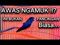 Lagu Edan!! Murai Batu Gacor dengan suara HEBAT!