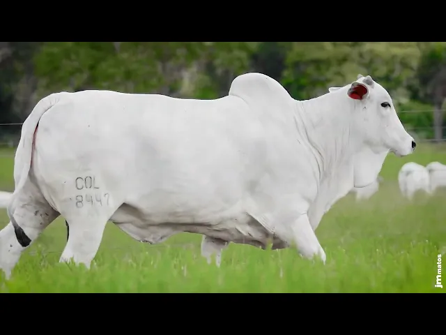 Matriz Nelore COL - 28447