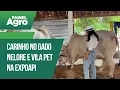Lagu Piauí ganha usina de etanol, carinho no gado nelore e vila pet na Expoapi 2025 | Painel Agro