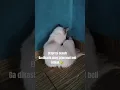 Download Lagu KUCING JUTEK 🤣🤣 #cat #kucinganggoralucudanimut #lucu #comedy #kucing