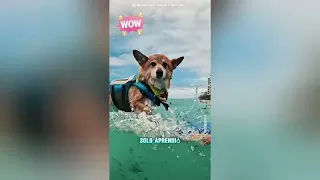 Esta perro no queria que se fuera#funnyshorts #pets #cute #love 