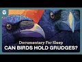 Download Lagu Can Birds Hold a Grudge? | Fall Asleep To 1 Hour Facts on Corvids