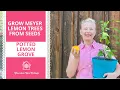 Download Lagu Grow Meyer Lemon Trees from Seeds