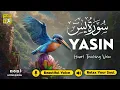 Download Lagu Surah Yasin (Yaseen) سورة يس ✦ Beautiful voice heart touching ✦ Quran For Sleep, Stress ✦ Sameh