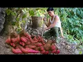 Lagu Only harvested once every 3 years: Giant rare purple wild yam!”