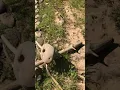 Indian campsite nutting fire starter stone