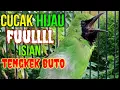 Download Lagu CUCAK HIJAU ..tembakan Tengkek Buto ngerooll panjang panjang...