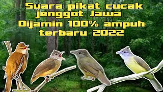 Download Suara pikat burung cucak jenggot Jawa terbaru 2022 MP3