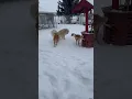 Snow Day Puppies at Play