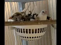Society Finches Over 2 Hours Watching Nest