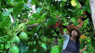 Enjoy beautiful nature with rural life 410# MP Fresh #fruit #countrylife #farming #freshvegetables