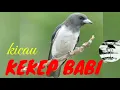 Download Lagu Kicau burung Kekep babi gacor cocok untuk Masteran