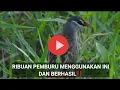 Download Lagu ⭐Suara Pikat Burung Tikusan  Asli Paling Ampuh / Suara Jernih 100%‼️