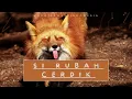 Lagu Rubah Cerdik | Lagu Edukasi Anak | Lagu Hewan Indonesia | Lagu anak Terbaru