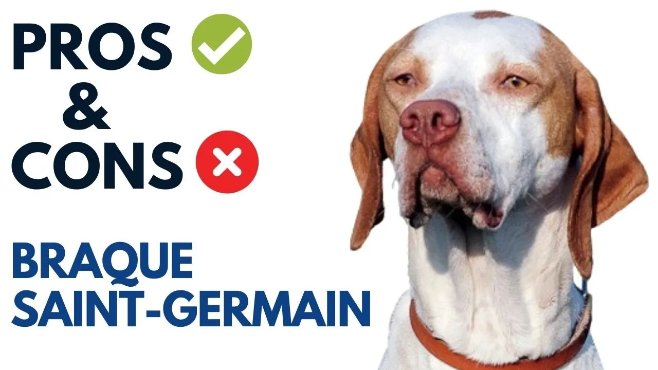 Braque Saint-Germain Pros and Cons | Braque Saint-Germain Advantages and Disadvantages