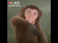 Download Lagu Bodoh amat
