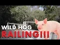 You ll Go Hog Wild for this Railing - TimberTips