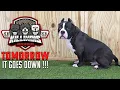 EXTREME AMERICAN BULLY PUPPIES FROM THE WORLD FAMOUS KILLINOIS KENNELS