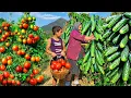 Lagu Harvesting Organic Vegetables and Cooking Traditional Azerbaijani Dish of Dolma!