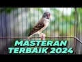 Download Lagu MASTERAN TERBAIK 2024❗️BLACKTHROAT GACOR SUARA JERNIH UNTUK MASTERAN KENARI