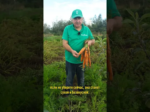 Срочно выкапывайте морковь, если заметили эти признаки! Когда и как убирать урожай