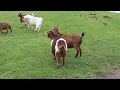 Download Lagu Farm animals on a farm, somewhere in The Netherlands Part 2