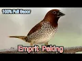 Download Lagu Sound . Suara Burung Emprit Peking Full Gacor . 🔊