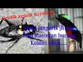 Download Lagu Jangkrik jliteng buat master konin
